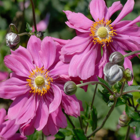 4 x Pink Flowering Perennials – 9cm Pots
