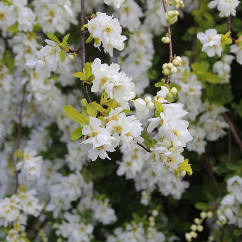 Exochorda × macrantha 'The Bride'  2L