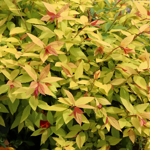 Spiraea japonica 'Golden Princess' 9cm / 1L / 2L