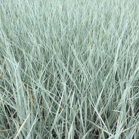 Elymus magellanicus 9cm