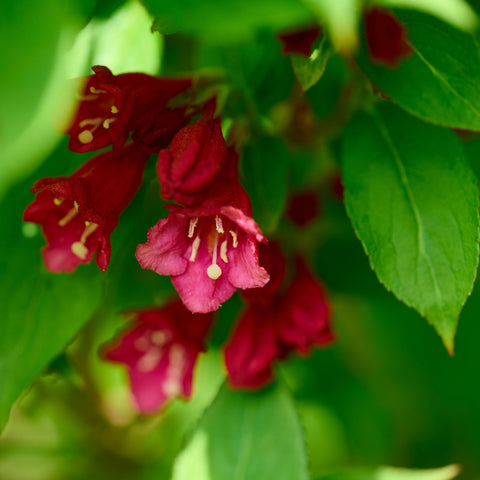 Weigela florida 'Cherry Love' 9cm
