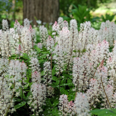 Tiarella 'Frühlingssymphonie' 9 cm / 2 l