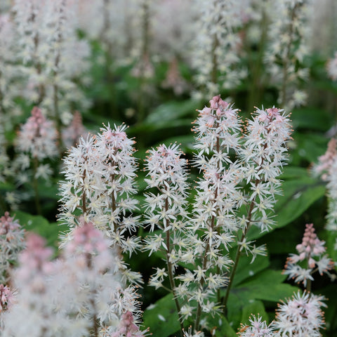 Tiarella 'Frühlingssymphonie' 9 cm / 2 l