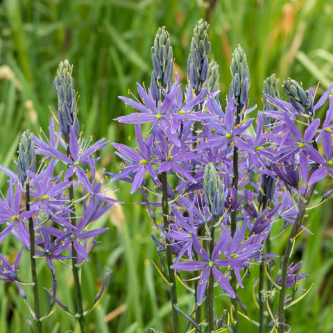 Camassia leichtlinii 'Blue Heaven' 9cm Topf 