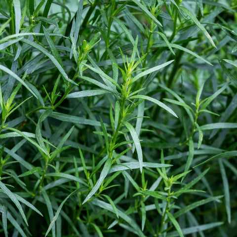French Tarragon 9cm