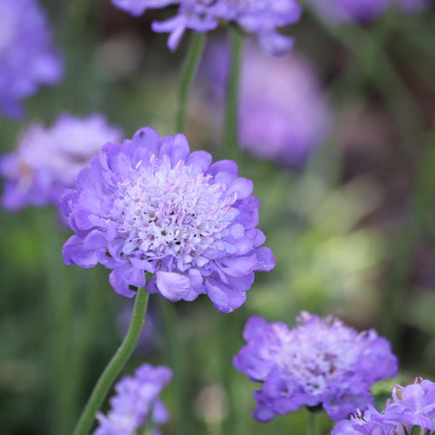Scabious Butterfly Blue 9cm/2L