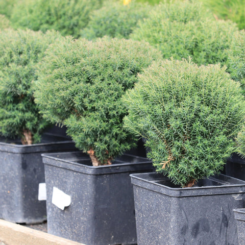 Thuja occidentalis 'Teddy' 9cm