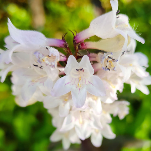 Penstemon 'Snow Storm' 9 cm 