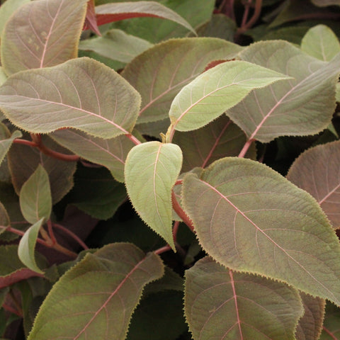 Hydrangea aspera 'Hot Chocolate' 9cm