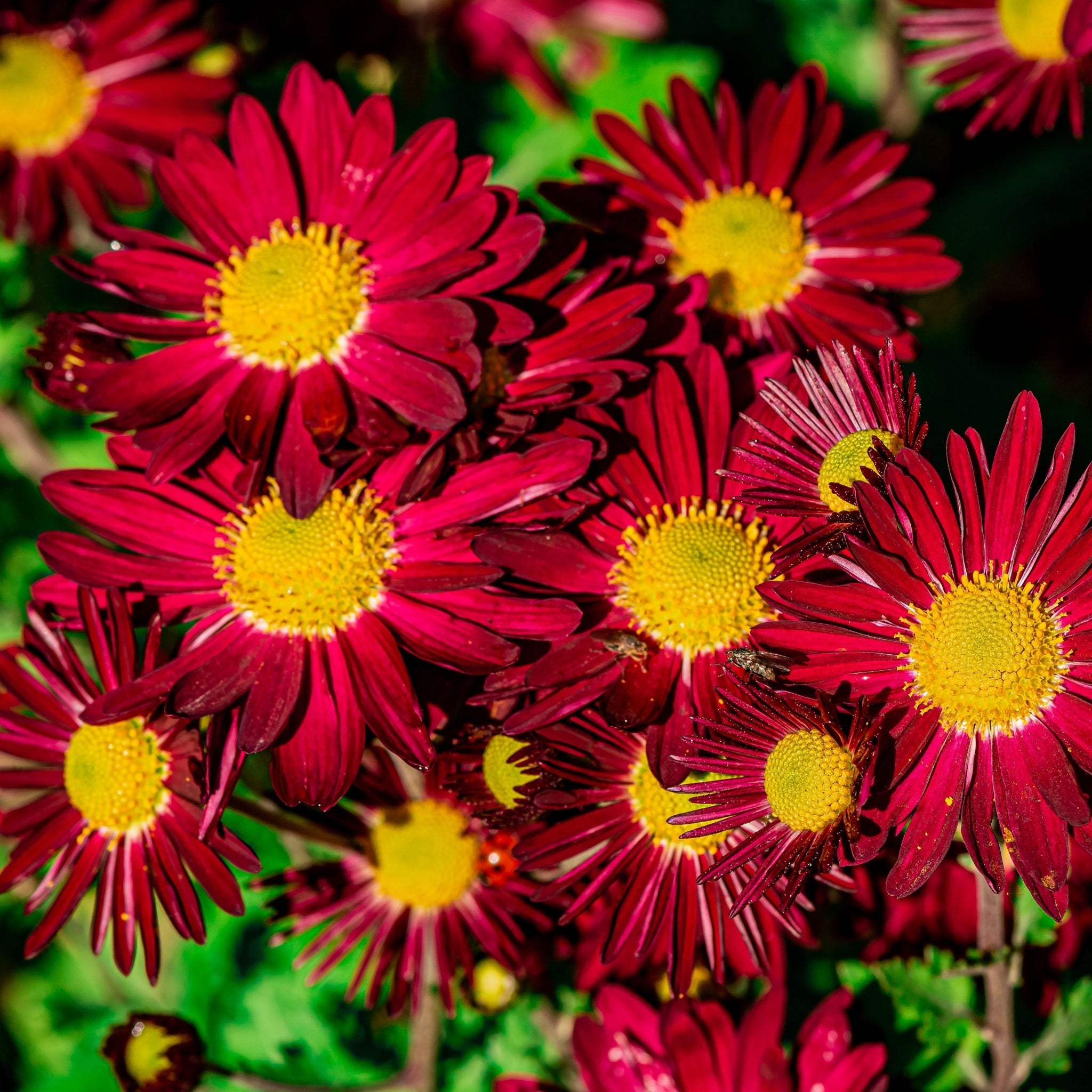 Pyrethrum coccineum 'Robinson's Red' 9cm – ZipZappa