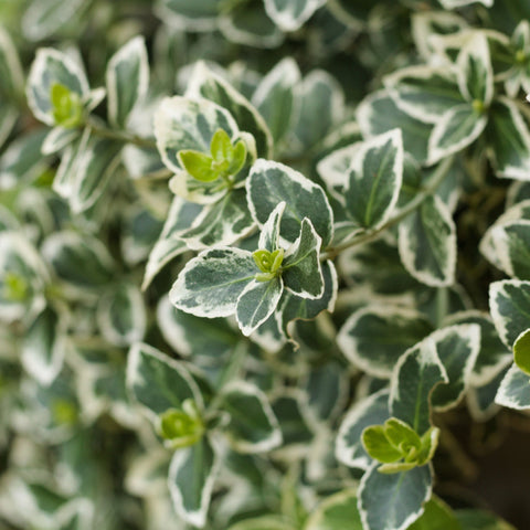 Euonymus japonicus ‘Kathy’ 9cm