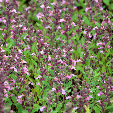 Teucrium x Lucidrys 9cm