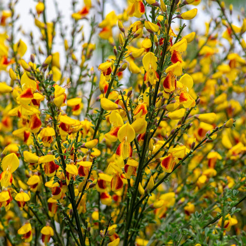 Cytisus 'Firefly' 2L