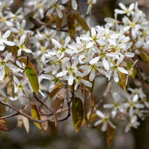 Amelanchier lamarckii 3,5L / 7,5L