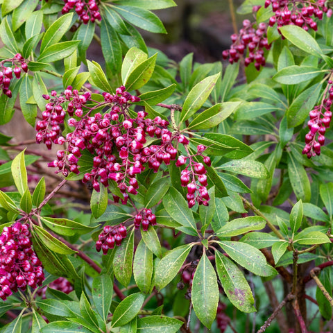 Pieris japonica 'Passion' 3L (50-60cm)