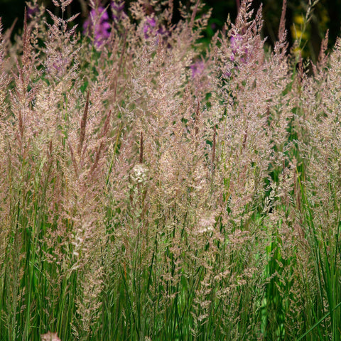 Calamagrostis x acutiflora 'Karl Foerster' 9cm/2L