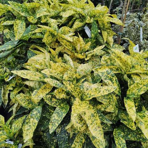 Aucuba 'Golden Girl' 9cm