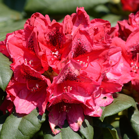 Rhododendron 'Lord Roberts' 5L