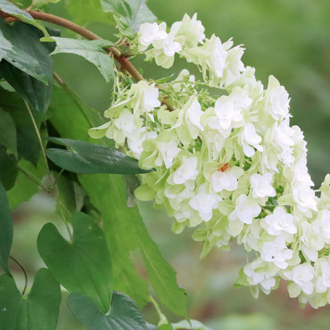 Hydrangea quercifolia 'Snow Flake' (Oak Leaf Hydrangea) - 2.5L