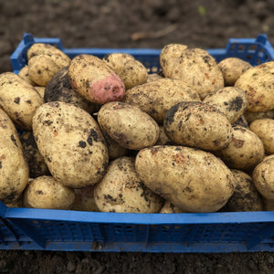 Maris Piper Saatkartoffeln 2 kg