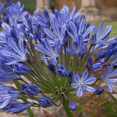 Schmucklilie 'Blue Umbrella' 9 cm / 2 l