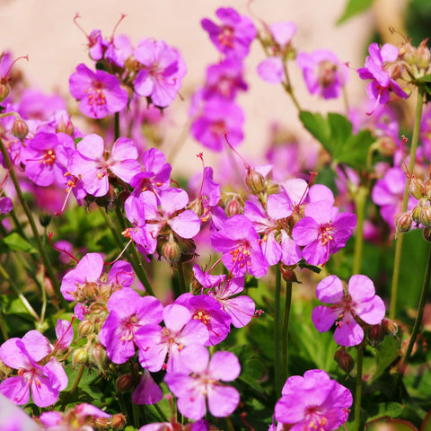 Geranium x cantabrigiense Cambridge 9cm / 2L