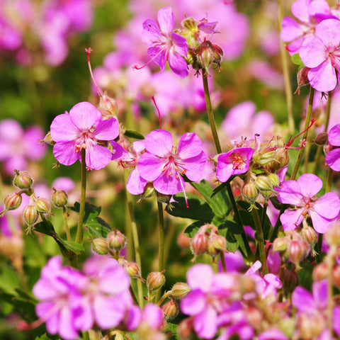Geranium x cantabrigiense Cambridge 9cm / 2L