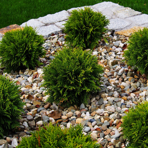 Thuja occidentalis 'Danica' 2L / 3L / 10L