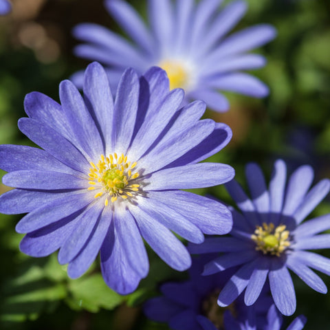 Anemone 'Blanda Blue Shades' (12 Zwiebeln)