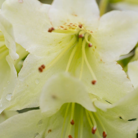 Zwerg-Rhododendron 'Wren' 1L