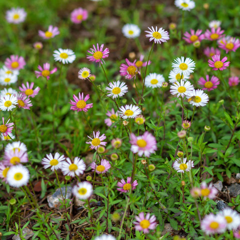 Erigeron karvinskianus 'Blütenmeer' 9cm