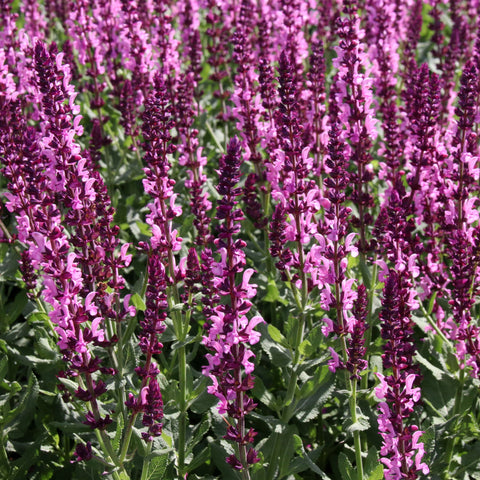 Salvia x superba Merleau Rose  9cm