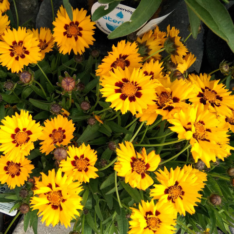 Coreopsis grandiflora Sunfire 9cm/1,5L