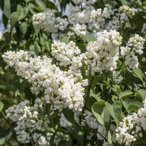 Syringa vulgaris 'Madame Lemoine' (Gewöhnlicher Flieder) 2L