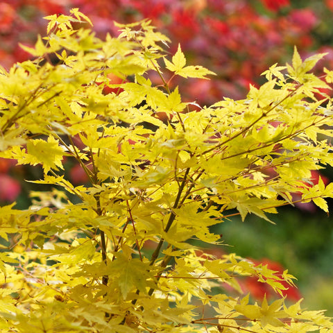 Acer palmatum Bi-ho 3L