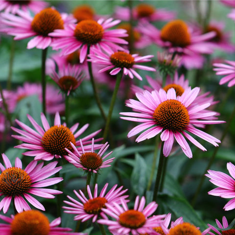 Echinacea 'Magnus' 9cm Topf