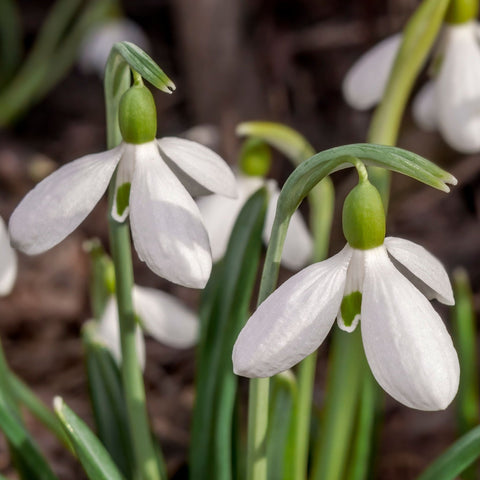 Snowdrops (16 Bulbs)