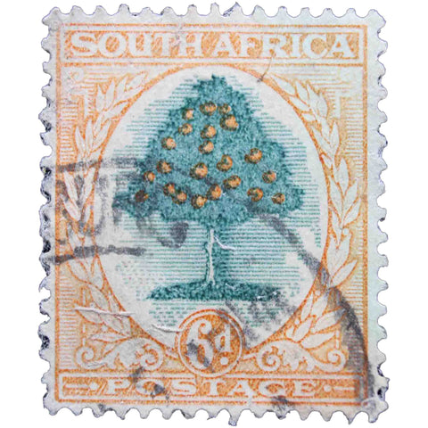 South Africa 1937 6 d - South African Penny Used Postage Stamp Orange Tree (Citrus sinensis)