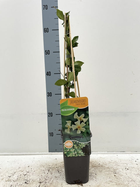 Trachelospermum jasminum 'Star of Toscana' (Yellow Evergreen Star Jasmine)