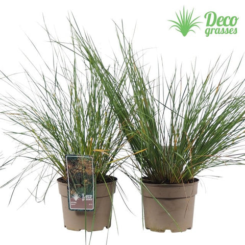 Stipa gigantea (Golden Oats) 9cm / 3L