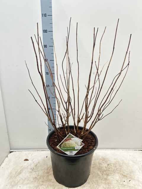 Hortensie 'Incrediball' / 'Strong Annabelle' 3L / 5L / 7,5L / 10L / 20L
