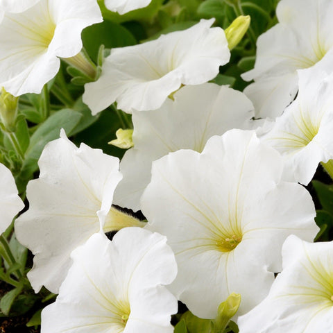 Petunie 'Trailing Surfinia White' 9 cm