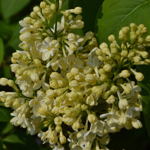 Syringa vulgaris (étiquette perdue) 5L