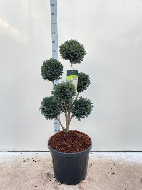 Taxus Baccata Multiball Cloud Tree (English Yew) 1.5m