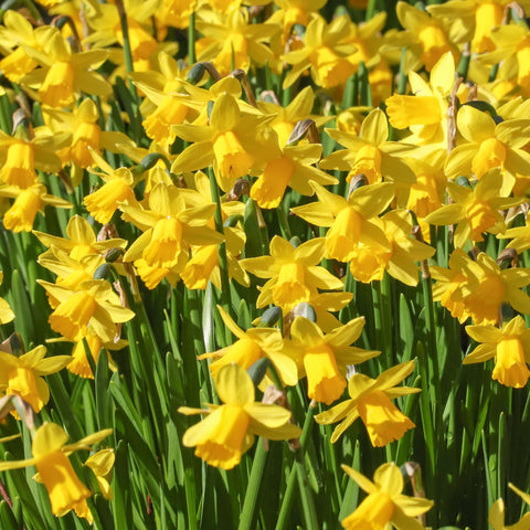 Narcissus 'Tête-à-tête' - Dwarf Scented Daffodil (8/16 Bulbs)