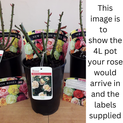Rose « Je pense à toi » | Rosier hybride de thé | Rosier en pot de 4 L