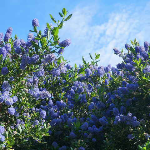 Ceanothus 'Tilden Park' (Lilas de Californie) 2L