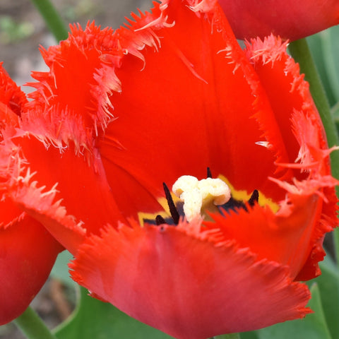 Tulpe 'Crystal Beauty' (4 Zwiebeln) 