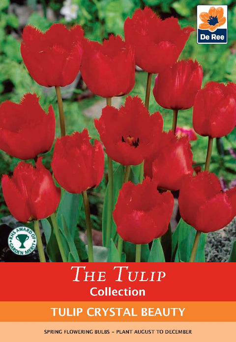 Tulpe 'Crystal Beauty' (4 Zwiebeln) 