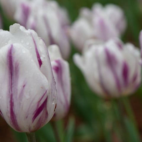 Tulipe 'Flaming Flag' (4 bulbes) 